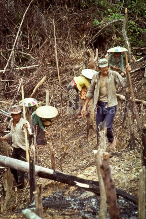 Ya estamos en el Apo Kayan, en pleno centro de Borneo. Estos dayak kenyah están plantando arroz. Los dayak no cultivan en arrozales irrigados sino que utilizan el sistema 'tala y quema', es decir, cortan los árboles de una zona de selva, queman los restos caídos y plantan directamente en la tierra fertilizada por la ceniza.