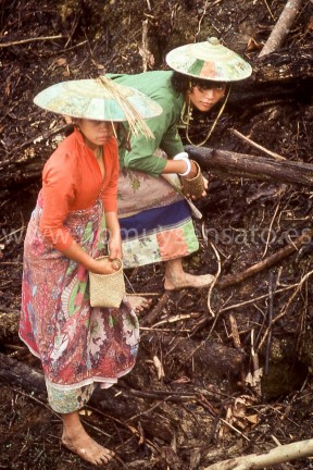 Los hombres van por delante haciendo agujeros en el suelo y las mujeres echan la semilla. La tela que lleva la chica que está más cerca es de batik. Seguramente habrá llegado por vía de los comerciantes bugis o chinos que pasan esporádicamente por aquí.