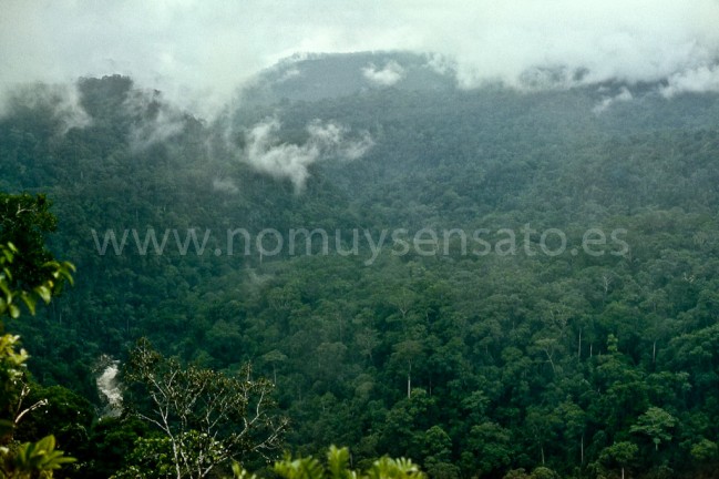 Ya dentro de la selva. Apenas nos dió tiempo a mí y a mis dos acompañantes dayak montar un refugio y recoger brotes de helecho para cenar antes de que se hiciera de noche. Una vista así es muy poco frecuente en la selva. La mayor parte del tiempo el mundo se reduce a un entramado de vegetación, barro bajo los pies, olor a putrefacción y un calor pegajoso que chupa toda la energía. Tuvimos que cruzar esas montañas al día siguiente de hacer la foto.